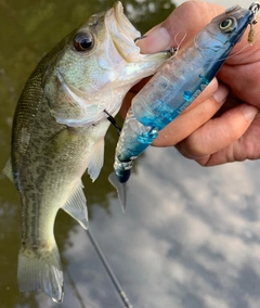 ラージマウスバスの釣果