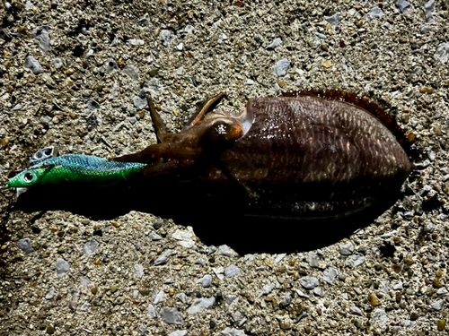 コウイカの釣果