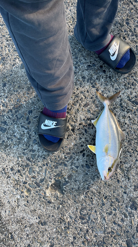 ネリゴの釣果