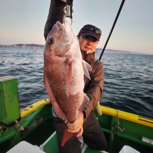 マダイの釣果