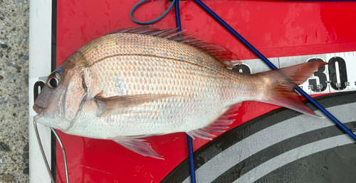 マダイの釣果