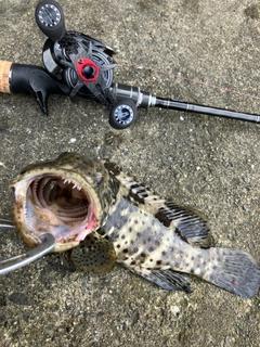 ヤイトハタの釣果