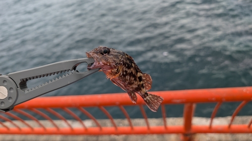 ガシラの釣果