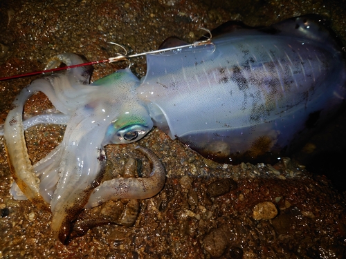 アオリイカの釣果