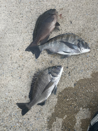 クロダイの釣果