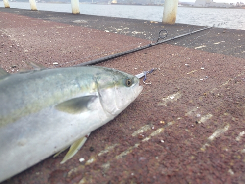 イナダの釣果