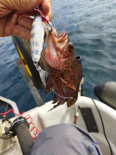 オオモンハタの釣果