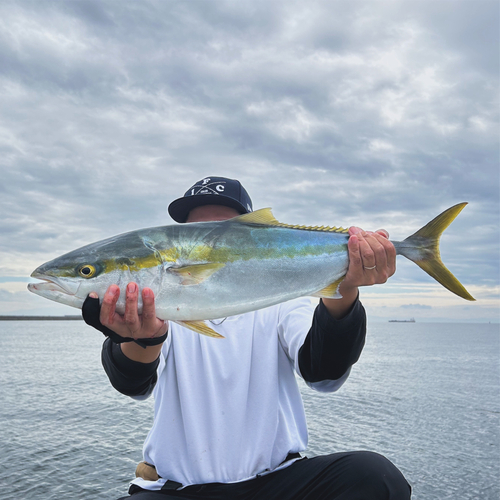 メジロの釣果