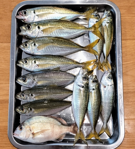 アジの釣果