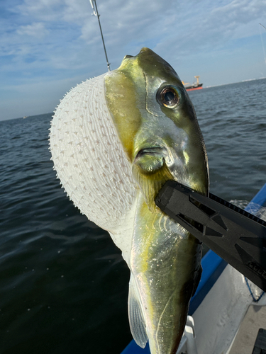 シロサバフグの釣果