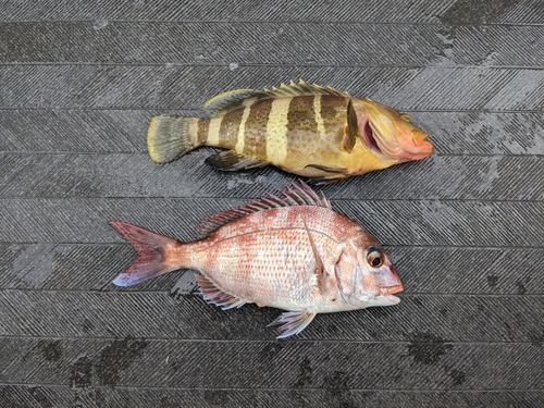 マダイの釣果