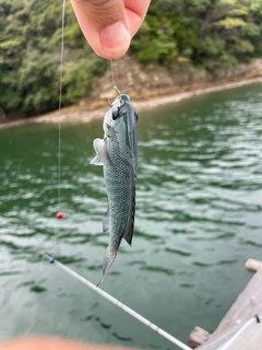 メジナの釣果