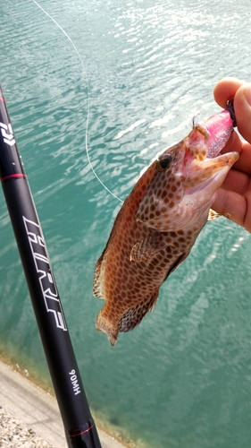 オオモンハタの釣果