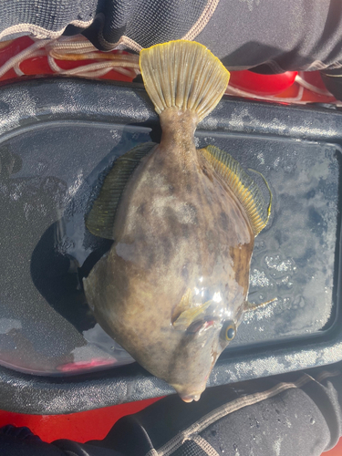 カワハギの釣果