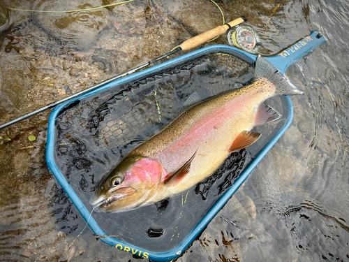 ニジマスの釣果