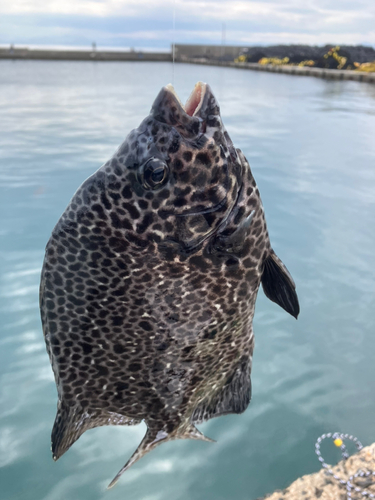 イシガキダイの釣果