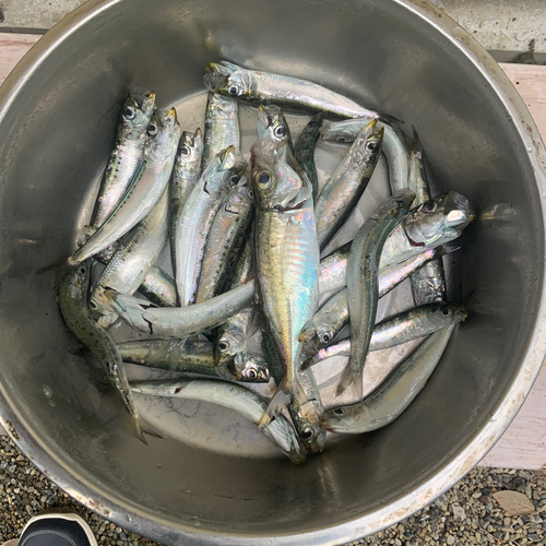 カタクチイワシの釣果