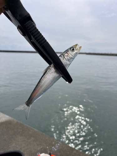 イワシの釣果