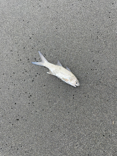 ツバメコノシロの釣果