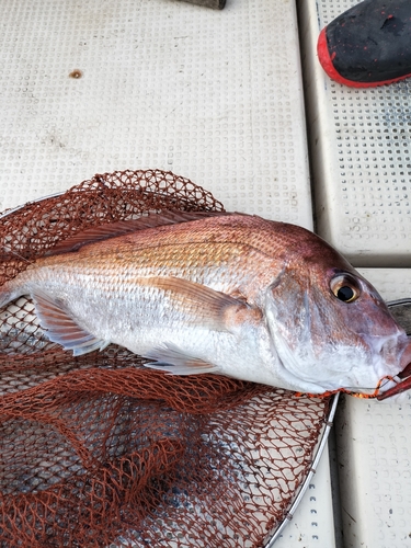 タイの釣果