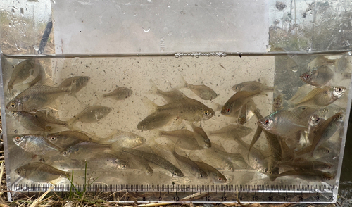 タイリクバラタナゴの釣果