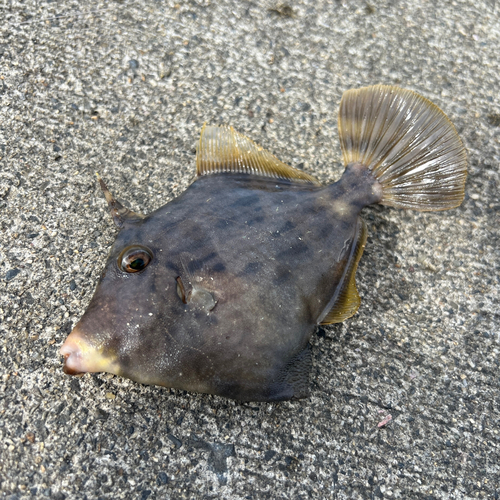 カワハギの釣果