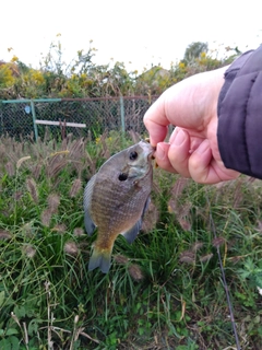 ブルーギルの釣果