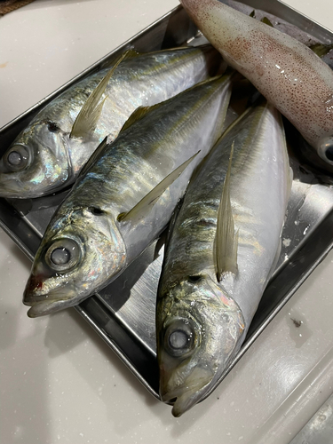 アジの釣果