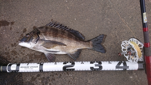 クロダイの釣果