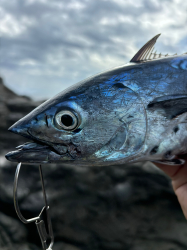 スマガツオの釣果