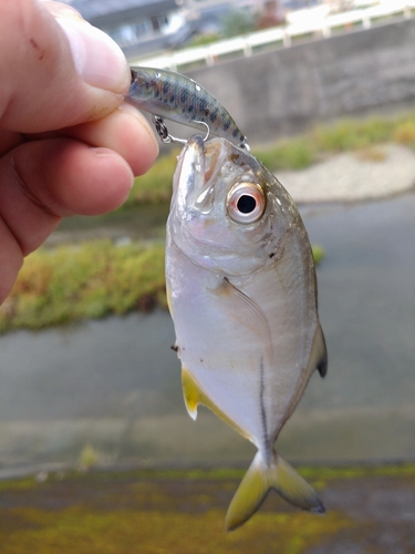 メッキの釣果