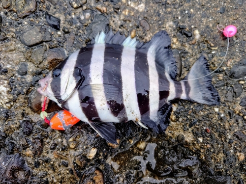 イシガキイシダイの釣果