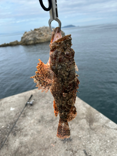 オニカサゴの釣果