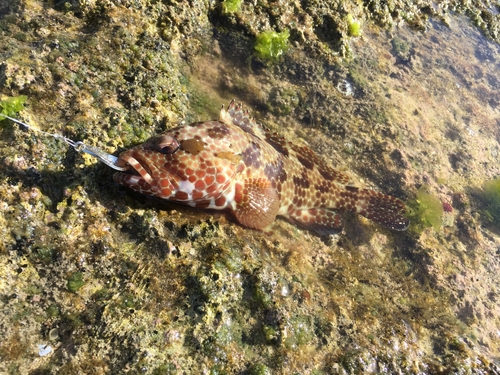 カンモンハタの釣果