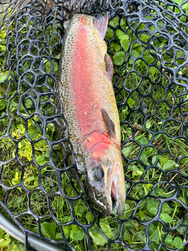 ニジマスの釣果