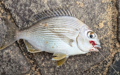 ヘダイの釣果