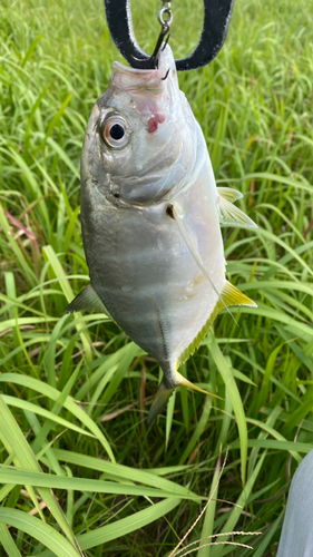 釣果