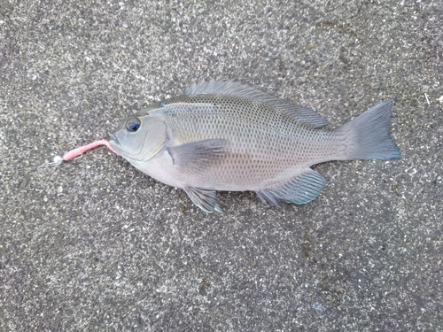 メジナの釣果