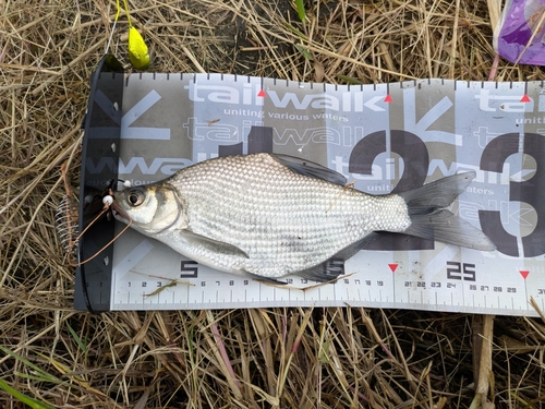 ダントウボウの釣果