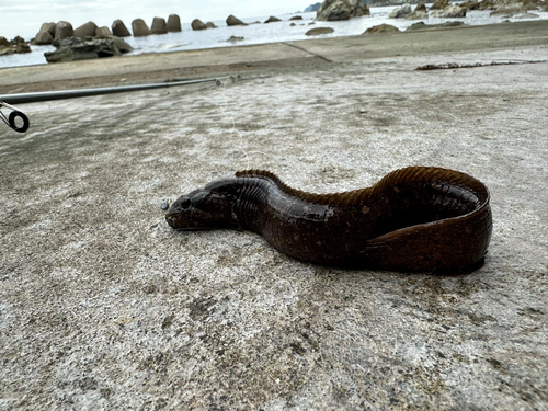 ギンポの釣果