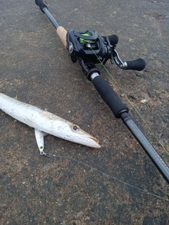 カマスの釣果