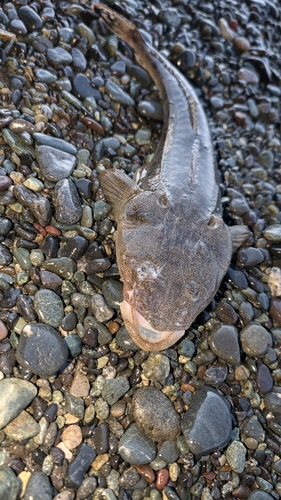 マゴチの釣果