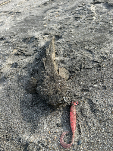 マゴチの釣果