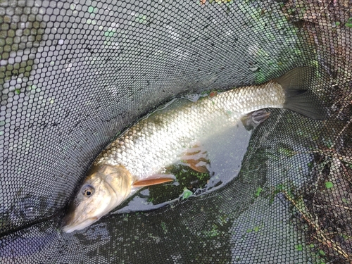 コウライニゴイの釣果