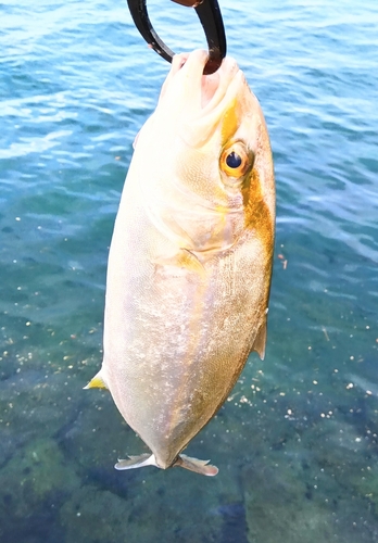 ネリゴの釣果