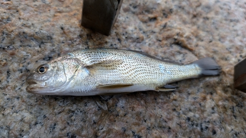 ニベの釣果