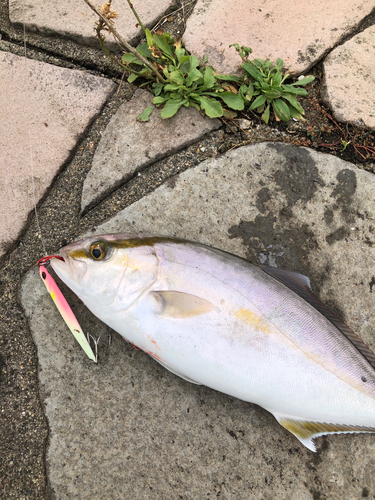 カンパチの釣果