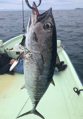 ヨコワの釣果