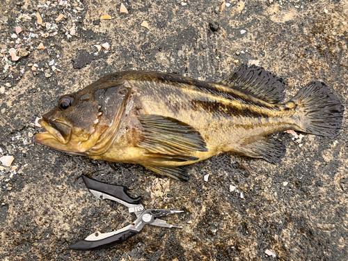 シマゾイの釣果