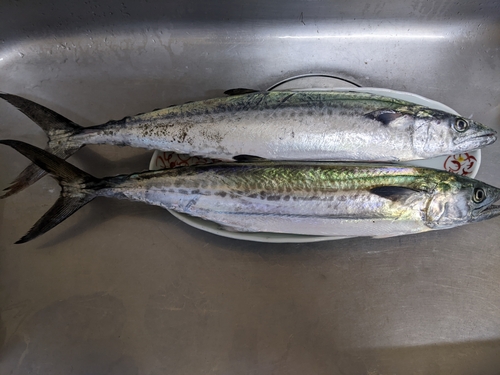 サゴシの釣果